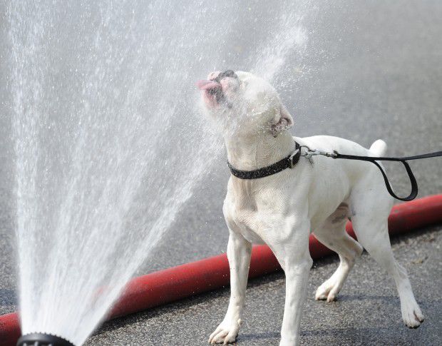 6 tips for keeping your pet safe this summer in NWI